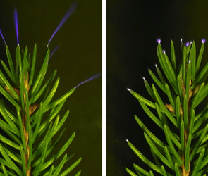 Leaf tips glow blue in thunderstorms