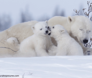 11 cool phtos to celebrate International Polar Bear Day