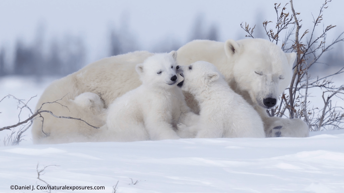 11 cool phtos to celebrate International Polar Bear Day