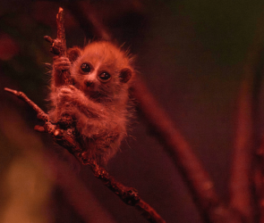 This wide-eyed baby primate is cute, cuddly—and venomous
