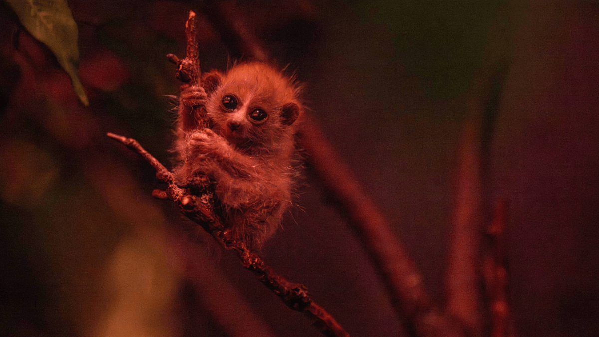 This wide-eyed baby primate is cute, cuddly—and venomous