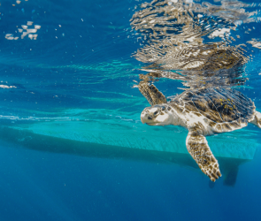 The world's smallest sea turtle lives in a noisy ocean