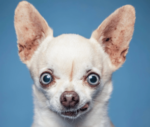 Cortisol could impact your dog's behavior