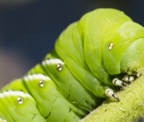 Caterpillars use tiny hairs to hear