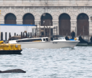 Humans pose the biggest risk to Venice’s celebrity dolphin