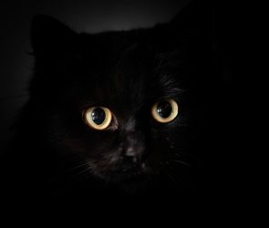 Why do cats’ eyes glow in the dark?