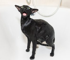 Why (most) cats hate water