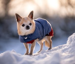 Why do little dogs shiver so much? We asked the experts.