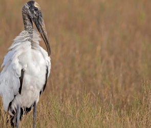 Wood storks to be removed from federal Endangered Species List