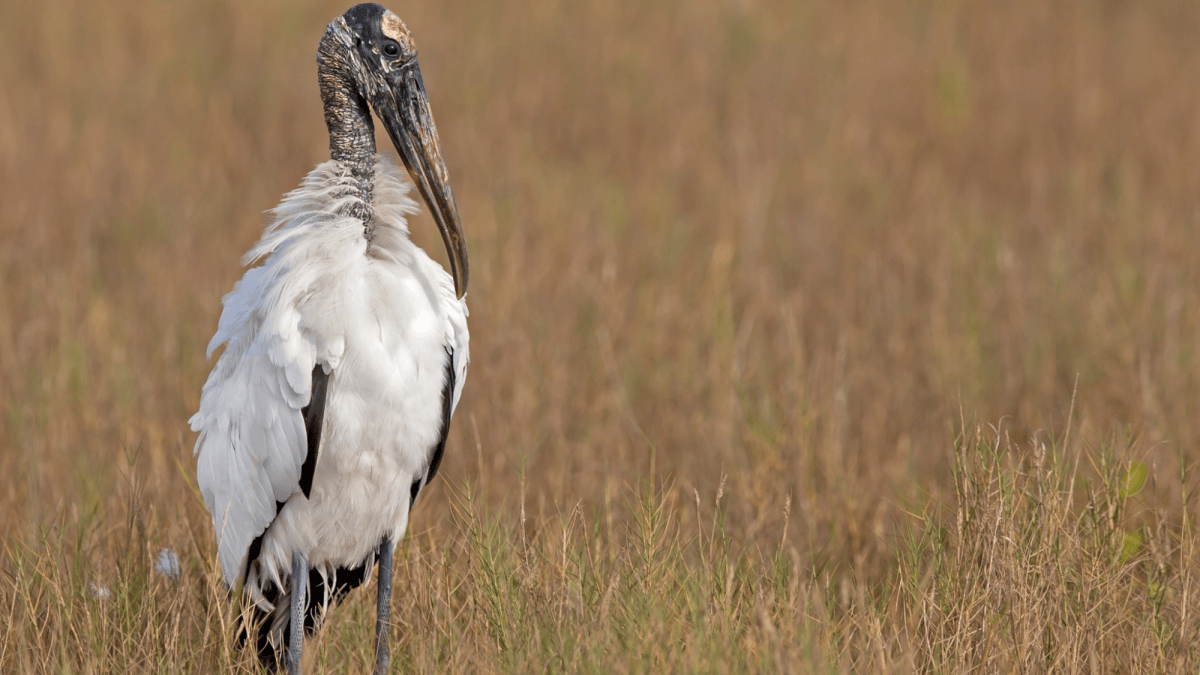 Wood storks to be removed from federal Endangered Species List