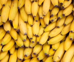 New discovery could help stop banana extinction