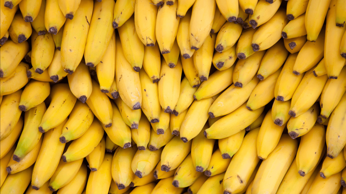 New discovery could help stop banana extinction