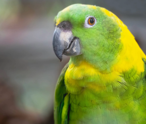 The parrots having human-like conversations