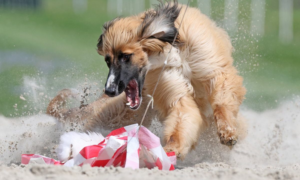 28 powerful Sony World Photography Awards 2026 honorees