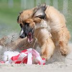 28 powerful Sony World Photography Awards 2026 honorees