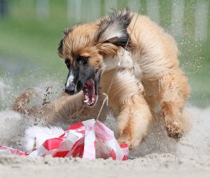 28 powerful Sony World Photography Awards 2026 honorees