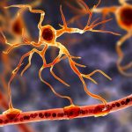 Astrocyte Brain Cell Blood Vessel