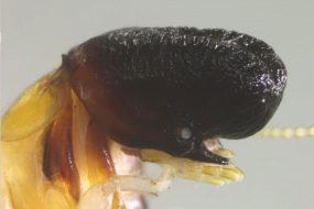 Cryptotermes mobydicki