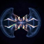 Ctenophore Mnemiopsis leidyi