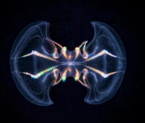 Ctenophore Mnemiopsis leidyi