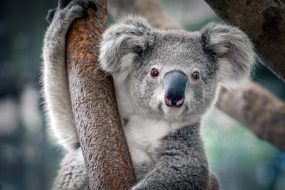Cute Koala Close Up