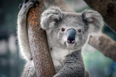 Cute Koala Close Up