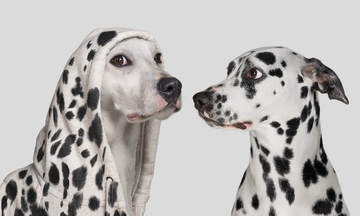 Dalmatian dog startled by white dog wearing hoodie with with spots, pretending to be a Dalmatian