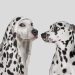 Dalmatian dog startled by white dog wearing hoodie with with spots, pretending to be a Dalmatian