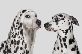 Dalmatian dog startled by white dog wearing hoodie with with spots, pretending to be a Dalmatian
