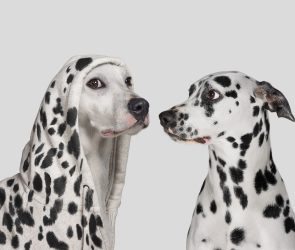 Dalmatian dog startled by white dog wearing hoodie with with spots, pretending to be a Dalmatian