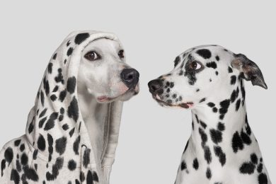 Dalmatian dog startled by white dog wearing hoodie with with spots, pretending to be a Dalmatian