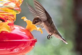 It’s Peak Season for Bird-Watchers to Spot Migratory Hummingbirds, and Our Favorite Feeder Is on Sale