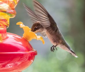 It’s Peak Season for Bird-Watchers to Spot Migratory Hummingbirds, and Our Favorite Feeder Is on Sale