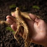 Hand Holding Ginseng Root