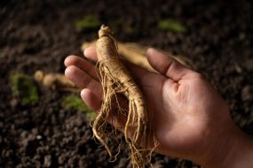 Hand Holding Ginseng Root