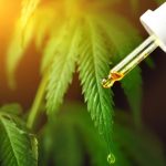 Hemp Oil Cannabis CBD Cannabidiol Dropper