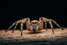 Huge Spider Close Up