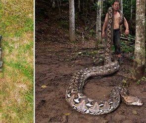 Longest snake ever measured is over 23.5 feet long