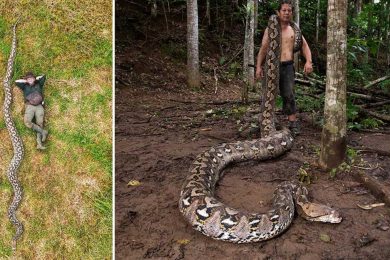 Longest snake ever measured is over 23.5 feet long