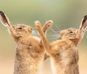 15 enchanting images from the 2026 British Wildlife Photography Awards