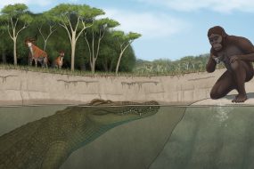 An odd-nosed crocodile ate our prehistoric ancestors