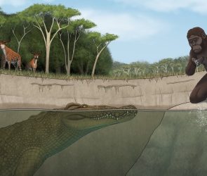 An odd-nosed crocodile ate our prehistoric ancestors