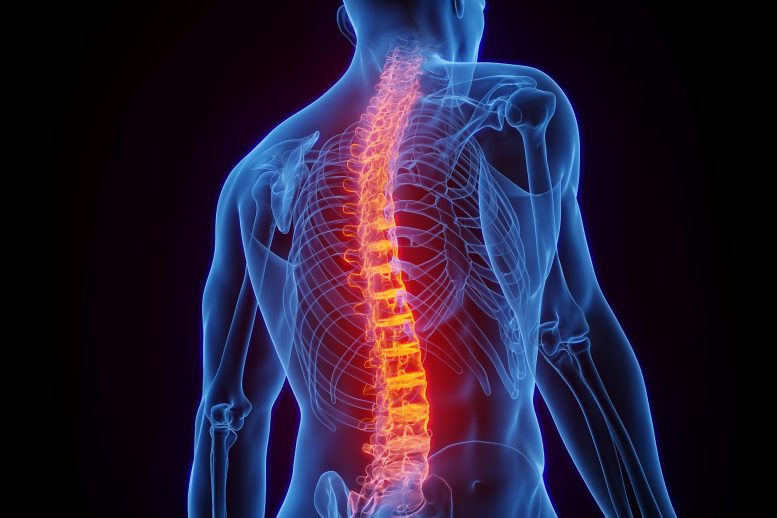 Medical Male Anatomy Inflamed Spine Pain