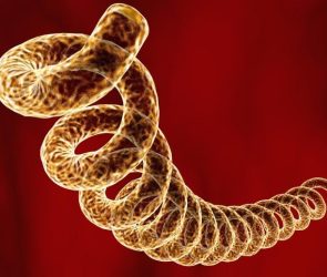 Microscopic Syphilis Bacterium (Treponema pallidum)