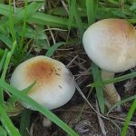 New psychedelic fungus rewrites origins of magic mushrooms