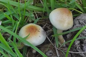 New psychedelic fungus rewrites origins of magic mushrooms