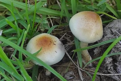 New psychedelic fungus rewrites origins of magic mushrooms