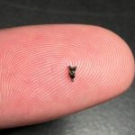 Purgatorius Upper Molar on Fingertip