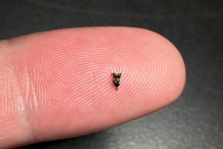 Purgatorius Upper Molar on Fingertip