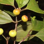 Rhodamnia zombi Fruit